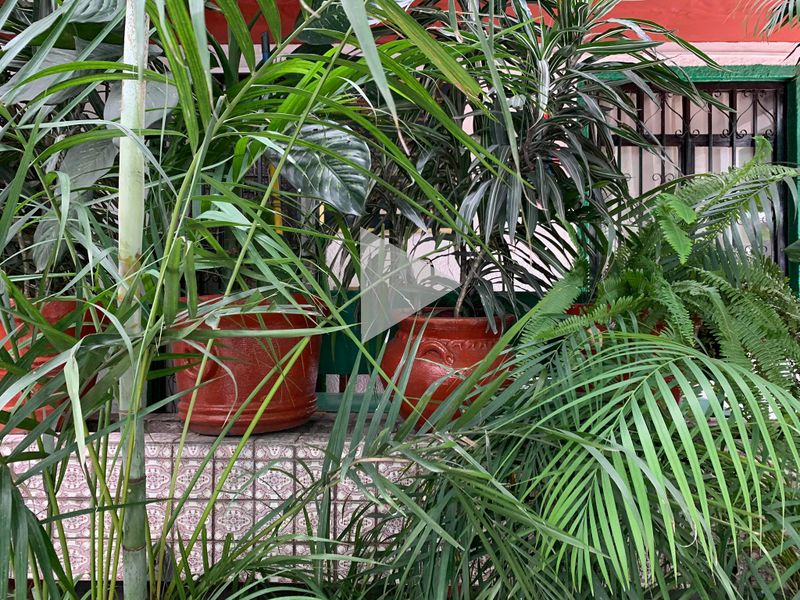 File:Plantas.jpg